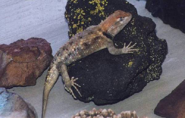 Desert Spiny Lizard