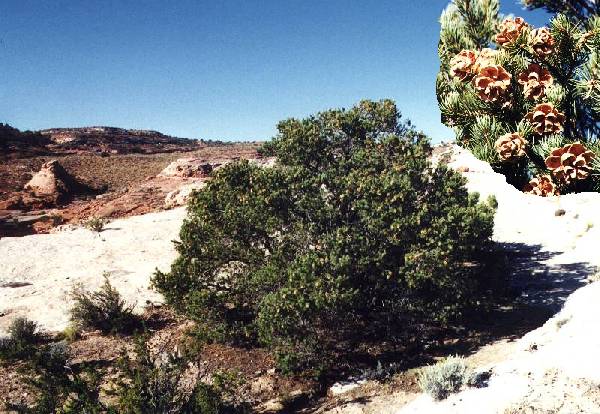 Pinyon Pine