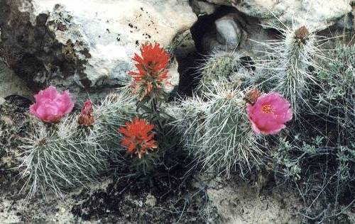 Prickly Pear and Indian Paintbrush
