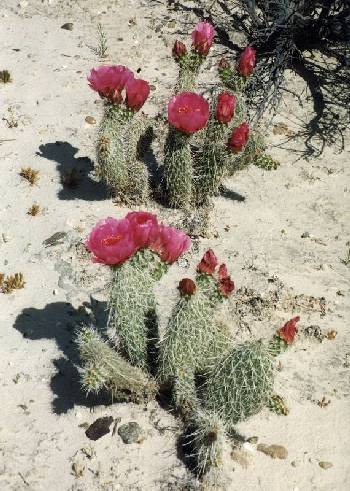 Prickly Pear
