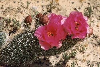 Prickly Pear