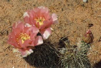 Prickly Pear