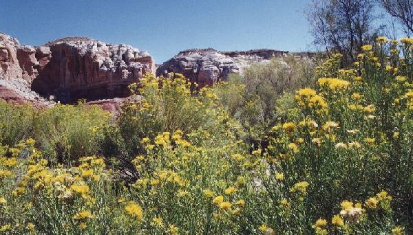 Rabbit Brush