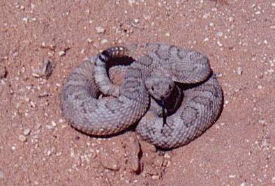 Western Rattlesnake