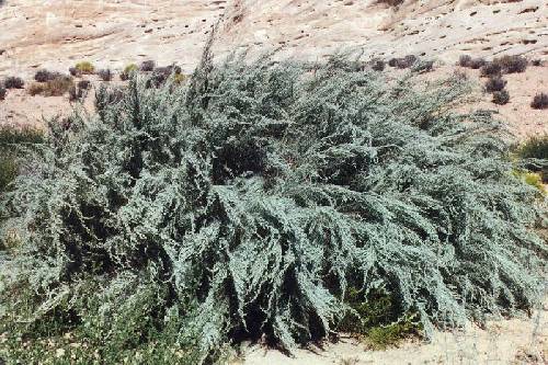 Sagebrush