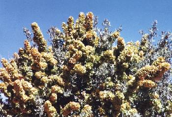Four-wing Saltbush