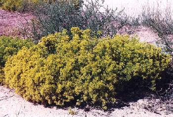Snakeweed