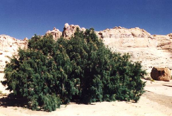 Tamarisk