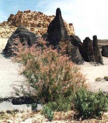 Tamarisk bush