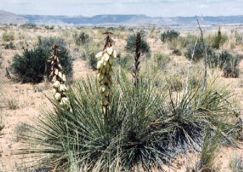 Narrowleaf  Yucca