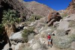 Palm Canyon er et af de steder i Anza-Borrego, hvor der er størst change for at se 'bighorn sheep'. Vi holder skarpt udkik hele vejen både frem og tilbage, men ser ingen.