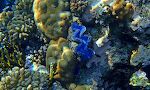En lille sort og hvid fisk - en 'half-and-half chromis' - ved en flot blå musling. Dens korrekte navn er 'maxima clam', men de kaldes ofte for 'blue giant clams'.