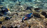 De samme tre ses på dette billede. Nederst til venstre en 'rainbow wrasse'. De mørke fisk til højre er vistnok 'brown surgeonfish'.