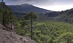 Hele stien til La Cumbrecita går i en flot skov af langnålede kanariske fyrretræer, og vi møder ikke et menneske på hele turen.