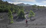 Endnu et billede med de flotte kontraster mellem træerne og lavaen.