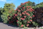 Det er da en julestjerne (poinsettia), man kan forstå. Set i La Punta.