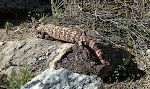På den første korte vandretur er vi så heldige at se et såkaldt 'Gila monster'.