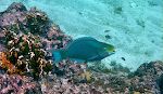 En flot papegøjefisk af arten 'queen parrotfish'.