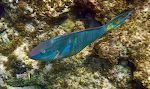 Der er mange slags papegøjefisk. Denne her kaldes for en 'stoplight parrotfish'.
