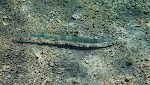 Vi så en 'cornetfish' ved Playa Grandi den første dag, og det er muligvis den samme, vi ser igen. Den er mindst halvanden meter lang.