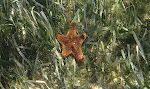 På vej tilbage fra revet ser jeg denne søstjerne, som på engelsk hedder en 'cushion sea star'. På vej tilbage fra revet ser jeg denne søstjerne, som på engelsk hedder en 'cushion sea star'.
