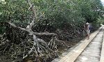 Vi kigger ind i mangrovesumpen. Vi kigger ind i mangrovesumpen.