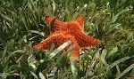 Vi ser et enormt stort eksemplar af en 'cushion sea star'. Den er på mindst 30 cm. Senere ser vi flere af dem, så de er åbenbart ret almindelige. Vi ser et enormt stort eksemplar af en 'cushion sea star'. Den er på mindst 30 cm. Senere ser vi flere af dem, så de er åbenbart ret almindelige.