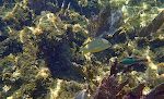 Vi snorkler ud fra iscaféen ved Half Moon Bay, og der er ikke langt ud til korallerne. Fisken i midten er en 'bluestriped grunt'. Dem er der mange af. Vi snorkler ud fra iscaféen ved Half Moon Bay, og der er ikke langt ud til korallerne. Fisken i midten er en 'bluestriped grunt'. Dem er der mange af.