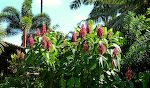 Flere flotte blomster i Kapoho. Flere flotte blomster i Kapoho.
