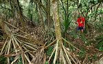 På en strækning kommer vi igennem en jungle af pandanus træer. På en strækning kommer vi igennem en jungle af pandanus træer.