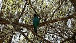 Her ses ryggen af en 'elegant trogon', som er en fugl, mange kommer til syd-Arizona for at se. Her ses ryggen af en 'elegant trogon', som er en fugl, mange kommer til syd-Arizona for at se.