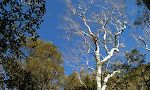 De hvide sycamore træer er endnu ikke sprunget ud, men er meget dekorative mod den blå himmel. De hvide sycamore træer er endnu ikke sprunget ud, men er meget dekorative mod den blå himmel.