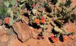 En 'prickly pear' med orange blomster. En 'prickly pear' med orange blomster.