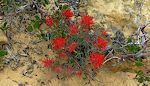 En anden plante med flotte blomster er 'Indian paintbrush'. En anden plante med flotte blomster er 'Indian paintbrush'.