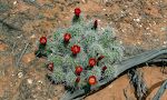 En flot 'claret cup cactus'. En flot 'claret cup cactus'.