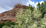 Tilbage ved starten af Cottonwood Trail, hvor der står flere 'cliffrose' buske i fuldt flor. De har en fantastisk duft. Tilbage ved starten af Cottonwood Trail, hvor der står flere 'cliffrose' buske i fuldt flor. De har en fantastisk duft.