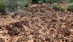 Jordskorpen indeholder 'cryptobiotic soil crust', som består af forskellige mikroorganismer, der er vigtige for ørkenens øvrige planter (<mere info @ //eduscapes.com/nature/cryptsoil/>). Jordskorpen indeholder 'cryptobiotic soil crust', som består af forskellige mikroorganismer, der er vigtige for ørkenens øvrige planter (<mere info @ //eduscapes.com/nature/cryptsoil/>).