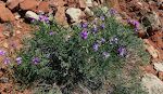 Længere nede i kløften er der mange af disse løvemunds-lignende blomster. [Senere identificeret som 'Bonneville sweet pea'.]