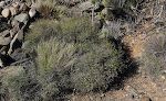 'Launaea arborescens' er en meget almindelig plante på Gran Canaria. Den kaldes også 'aulaga'; på engelsk 'spiny lettuce' eller 'barbed wire bush'. 'Launaea arborescens' er en meget almindelig plante på Gran Canaria. Den kaldes også 'aulaga'; på engelsk 'spiny lettuce' eller 'barbed wire bush'.