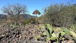 Der er også mange 'palapa-planter', som vi kalder den afblomstrede plante i midten. Der er også mange 'palapa-planter', som vi kalder den afblomstrede plante i midten.