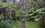 Vi går en tur fra Thurston Lava Tube ned ad Escape Road, flankeret af kæmpebregner, som hedder 'hapu'u pulu'.