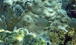Halvanden 'ornate butterflyfish'.