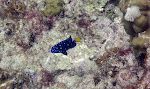 Jeg prøver igen at tage et godt billede af en 'yellowtail damselfish' i den unge fase.