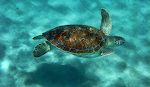 Vi tog først til Playa Kalki, men vandet var meget uklart, så vi kører tilbage til Grandi og skildpadderne.