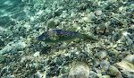 Vi snorkler ved Playa Grandi og ser flere af de flotte 'scrawled filefish'.