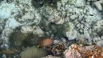 Øverst ses en godt kamoufleret 'scorpionfish' og nederst en voksen 'yellowtail damselfish'. Øverst ses en godt kamoufleret 'scorpionfish' og nederst en voksen 'yellowtail damselfish'.