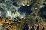 En 'yellowtail damselfish' i sit unge stadie kan godt have en hvid hale. De ses ofte ved koraller som dem nederst til venstre af typen 'blade fire coral'. En 'yellowtail damselfish' i sit unge stadie kan godt have en hvid hale. De ses ofte ved koraller som dem nederst til venstre af typen 'blade fire coral'.