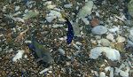Der er en del fisk langs klipperne mellem Playa Forti og Playa Grandi, som vi husker det, men knap så mange, som der var i 2016. Der er en del fisk langs klipperne mellem Playa Forti og Playa Grandi, som vi husker det, men knap så mange, som der var i 2016.