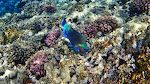 Nærbillede af papegøjefisken, som vi mener er en 'bullethead parrotfish' alias 'daisy parrotfish'. Nærbillede af papegøjefisken, som vi mener er en 'bullethead parrotfish' alias 'daisy parrotfish'.