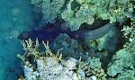 Jeg får øje på en kæmpestor muræne, formentligt en 'giant moray', som gemmer sig mellem korallerne (se video). Jeg får øje på en kæmpestor muræne, formentligt en 'giant moray', som gemmer sig mellem korallerne (se video).